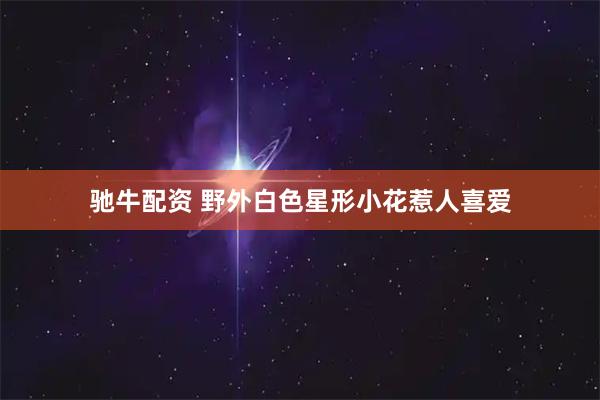 驰牛配资 野外白色星形小花惹人喜爱